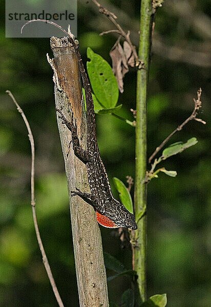 Jamaikanische Braunanole (Anolis lineatopus)  erwachsenes Männchen  mit teilweise verlängerter Wamme  auf Stock ruhend  Linstead  Jamaika  Marsch  Mittelamerika