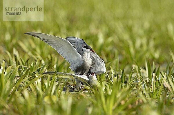 Weißbartseeschwalbe (Chlidonias hybrida)  erwachsenes Paar  Brutgefieder  Paarung am Nest inmitten der Wasservegetation  Donaudelta  Tulcea  Rumänien  Mai  Europa