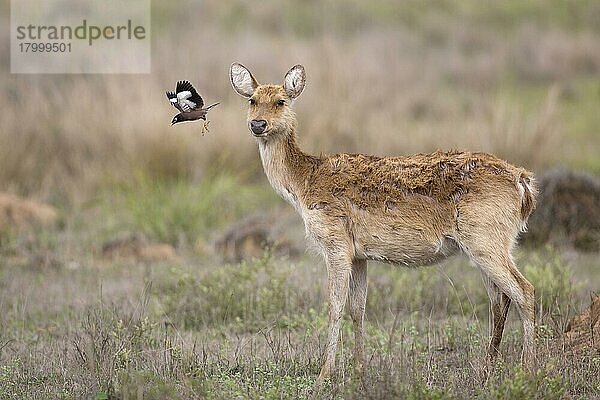 Sumpfhirsch (Rucervus duvaucelii branderi) hart geschliffene Form  erwachsenes Weibchen  mit einer erwachsenen gemeinen Hirschkuh (Acridotheres tristis)  vom Kopf abhebend  Kanha N. P. Madhya Pradesh  Indien  April  Asien