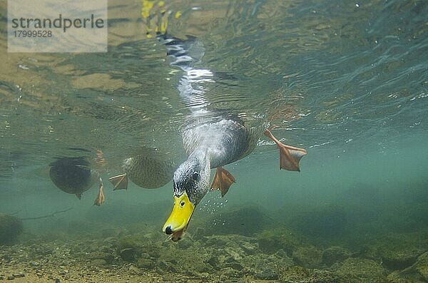 Stockenten (Anas platyrhynchos)  erwachsenes Männchen  Unterwasserfütterung  Fluss Derwent  Derbyshire  England  März