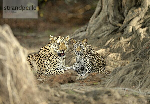 Afrikanischer Leopard (Panthera pardus pardus)  erwachsenes Weibchen mit Jungtier  neben Baumwurzeln ruhend  Kafue N. P. Sambia  November