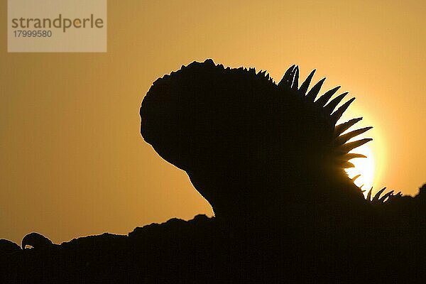 Galapagosmeerechse  Galapagosmeerechsen (Amblyrhynchus cristatus)  Andere Tiere  Leguane  Reptilien  Tiere  Marine Iguana  Fernandina island  Galapagos  reptile  Darwin  ectothermic  Sunset  dusk  evening  nigh