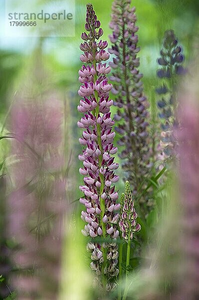 Kultivierte Lupine (Lupinus sp.) blüht  Schweden  Juni  Europa