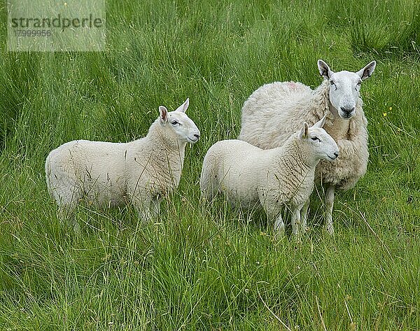 Hausschafe  Cheviot-Muli  Mutterschaf mit Zwillingslämmern  auf der Weide stehend  Windermere  Lake District N. P. Cumbria  England  Juni