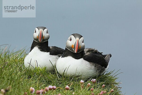 Papageitaucher (Fratercula arctica)  erwachsenes Paar  Brutgefieder  auf Klippenrand sitzend  Latrabjarg  Island  Juni  Europa