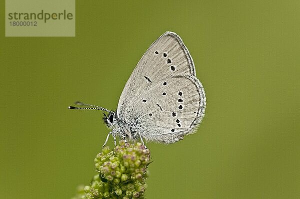 Kleiner blauer (Cupido minimus) Erwachsener  ruht auf dem Blütenkopf der Salatglut (Sanguisorba minor)  Französische Pyrenäen  Frankreich  Juni  Europa