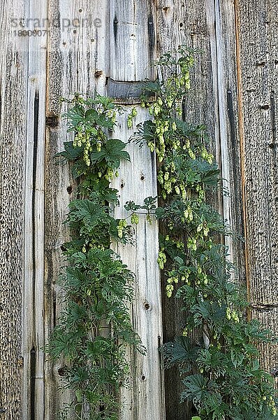 Gewöhnlicher Hopfen (Humulus lupulus)  der gegen eine Holzscheune wächst  Schweden  Europa