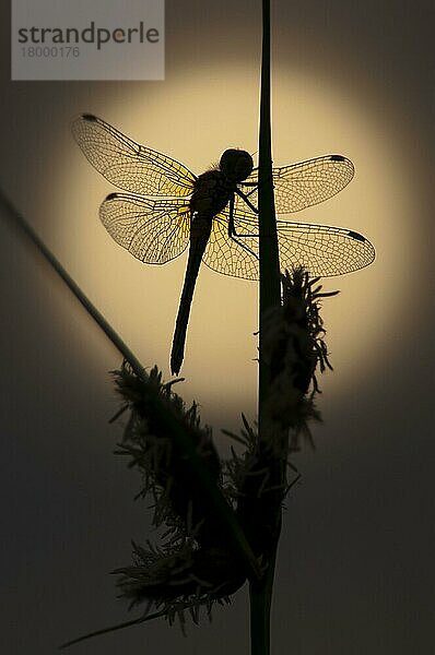 Gewöhnlicher Schlangenhalsvogel (Sympetrum striolatum)  erwachsen  klingt an Sea Club-rush (Bolboschoenus maritimus) an  Silhouette bei Sonnenaufgang  Elmley Marshes N. N. R. Isle of Sheppey  Kent  England  Juli