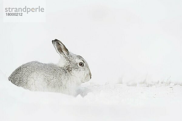 Berghase (Lepus timidus) erwachsen  im Winterfell  in Form sitzend am schneebedeckten Hang  Grampian Mountains  Highlands  Schottland  Februar