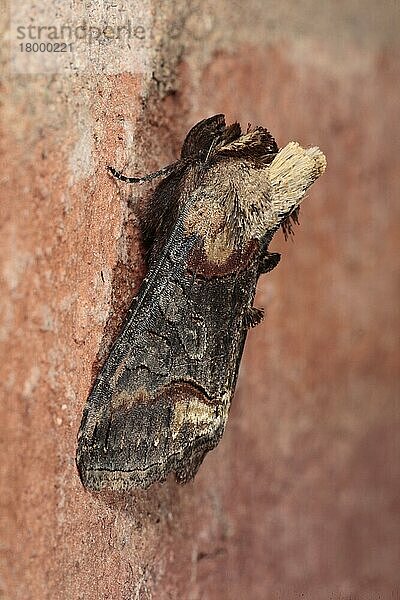 Dunkle Brille (Abrostola triplasia) erwachsen  auf Ziegelmauer ruhend  Shropshire  England  Mai