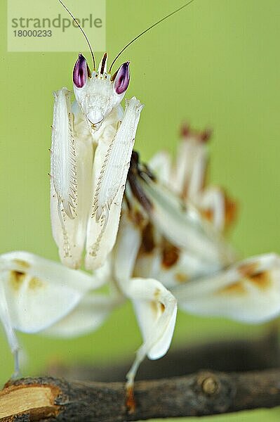 Orchid Mantis (Hymenopus coronatus) erwachsenes Weibchen  Nahaufnahme von Kopf und Vorderbeinen  mit kleinerem Männchen auf dem Rücken des größeren Weibchens während der Paarung  Malaysia  Asien