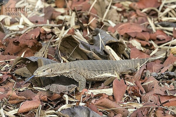 Bengalischer Waran (Varanus bengalensis)  erwachsener Wanderer auf Waldboden  Tadoba-Nationalpark  Maharashtra  Indien  Asien