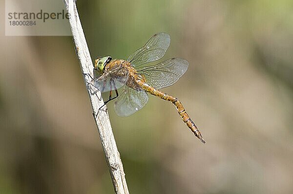 Norfolk Hawker (Aeshna isosceles)  erwachsener Mann  mit deformiertem Abdomen  verursacht durch das Zusammentreffen mit einem Hindernis  bevor es beim Austritt aus der Larvenhaut verhärtet ist  ruht auf einem Schilfrohrstamm  Strumpshaw Fen RSPB Reser