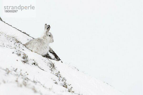 Berghase (Lepus timidus) erwachsen  im Winterfell  sich in Form streckend auf schneebedeckten Hängen  Grampian Mountains  Hochland  Schottland  Februar