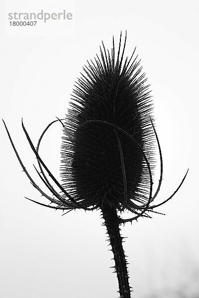 Gewöhnlicher Teesatz (Dipsacus fullonum) Samenkopf  Silhouette mit Frost  Powys  Wales  Winter