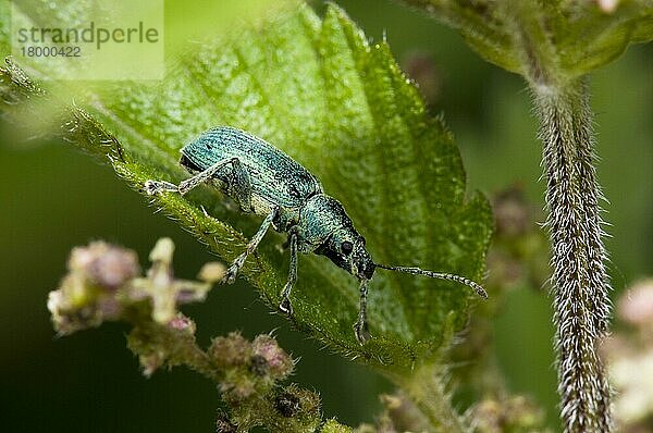 Erwachsener erwachsener Rüsselkäfer (Phyllobius viridiaeris)  auf dem Blatt der Brennnessel (Urtica dioica) ruhend  Priory Water Nature Reserve  Leicestershire  England  Juni