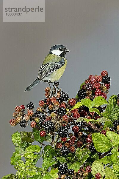 Kohlmeise (Parus major) erwachsen  auf Brombeeren sitzend  Suffolk  England  September