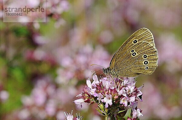 Brauner Waldvogel (Aphantopus hyperantus)  Braune Waldvoegel  Braune Waldvögel  Andere Tiere  Insekten  Schmetterlinge  Tiere  Ringlet adult  feeding on wild marjoram Oxfordshire  England  Großbritannien  Europa