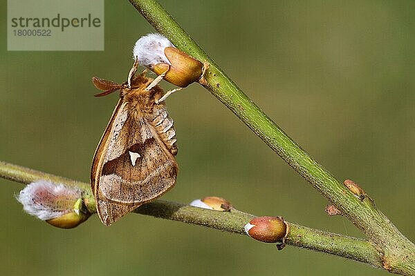 Tau-Kaiser (Aglia tau) erwachsenes Männchen  ruhend auf Ziegenweide (Salix caprea) mit sich öffnenden Knospen  Italien  März  Europa