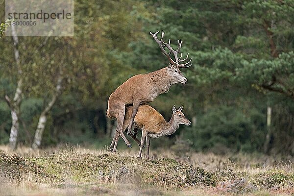 Rothirsch (Cervus elaphus) erwachsenes Paar  Hirsch mit während der Paarung vom Boden abgehobenen Beinen  am Waldrand stehend  während der Brunftzeit  Minsmere RSPB Reserve  Suffolk  England  Oktober