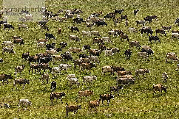 Hausrind  Herde  auf Hochweide weidend  östliche Seite des Cam Passes (Cam Gecidi)  Anatolien  Türkei  Juli  Asien