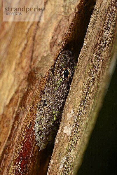 Erwachsener Tuberkelstrauchfrosch (Philautus cavirostris)  unter Baumrinde ruhend  Sinharaja-Waldreservat  Sri Lanka  März  Asien