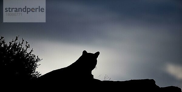 Südlicher Südamerikanischer Puma  Südliche Südamerikanische Pumas  Felis concolor  Raubkatzen  Raubtiere  Säugetiere  Tiere  Puma (Puma concolor puma) adult  silhouette at dusk...