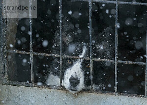 Haushund  Border Collie  arbeitender Schäferhund  erwachsen  schaut bei Schneefall aus dem Pferch  nahe Thornhill  Dumfries and Galloway  Schottland  Januar