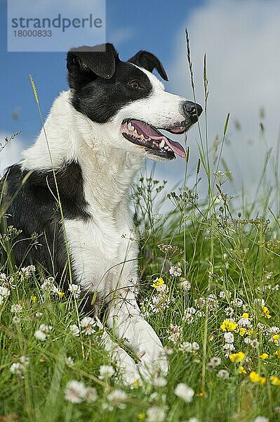 Haushund  Border Collie  arbeitender Schäferhund  erwachsen  keuchend  ruht sich zwischen Wildblumen auf der Weide aus  Yorkshire  England  Juni