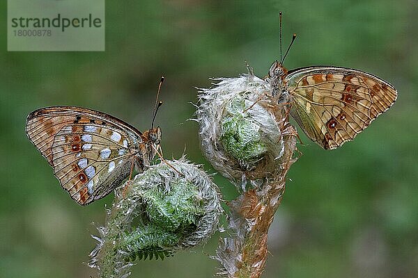 Hoher Brauner Scheckenfalter (Argynnis adippe) Cleodippe und Cleodoxa-Formen  zwei Erwachsene  Unterseite  auf sich entfaltenden Farnwedeln ruhend  italienische Alpen  Italien  Juli  Europa