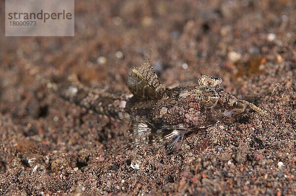 Superb Dragonet (Callionymus superbus)  erwachsen  auf Sand ruhend  Seraya Beach Resort  Bali  Kleine Sunda-Inseln  Indonesien  Asien