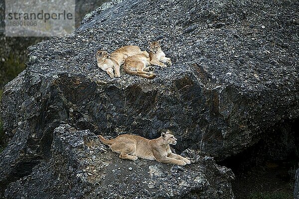 Südlicher Südamerikanischer Puma  Südliche Südamerikanische Pumas  Felis concolor  Raubkatzen  Raubtiere  Säugetiere  Tiere  Puma (Puma concolor puma) adult female and two cubs...