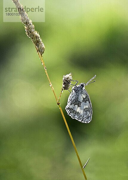 Marmorierter Weißer (Melanargia galathea) Erwachsener  mit frühmorgendlichem Tau bedeckt  ruht auf Gras  Limousin  Frankreich  Juli  Europa