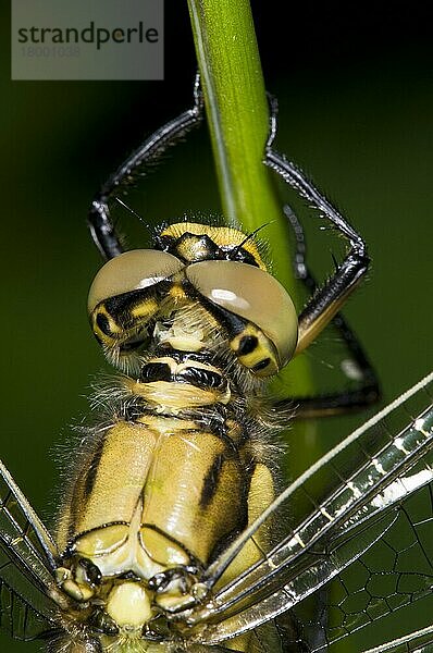 Schwarzschwanz-Abschäumer (Orthetrum cancellatum)  erwachsenes Weibchen  Nahaufnahme von Kopf und Thorax  auf dem Stamm ruhend  Priory Water Nature Reserve  Leicestershire  England  Juni