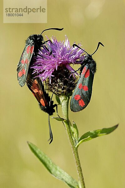 Sechsfleck-Widderchen (Zygaena filipendulae)  Blutströpfchen-Widderchen  Blutströpfchen  Insekten  Motten  Schmetterlinge  Tiere  Andere Tiere  Six-spot Burnet three adults  on knapweed flowerhead  West Yo