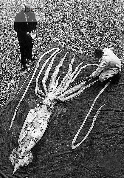 Riesenkalmar (Architeuthis sp.) tot  30ft. Gesamtlänge  am Strand gestrandet  mit Biologen  die Tentakel messen  Ranheim (Erling Sivertsen)  1928  Norwegen  Europa