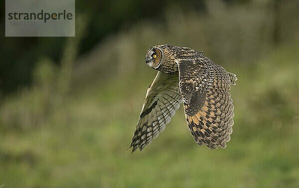 Waldohreule (Asio otus) erwachsen  auf der Flucht  England  August (in Gefangenschaft)