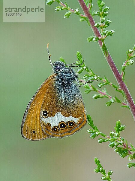 Perlheide (Coenonympha arcania) adult  auf Heidekraut (Calluna vulgaris) ruhend  Cannobina-Tal  Italienische Alpen  Piemont  Norditalien  Juli