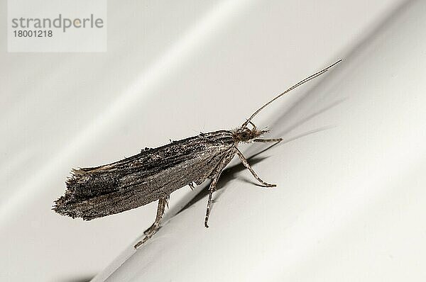 Wainscot Hooktip (Ypsolopha scabrella) Erwachsener  ruht auf Fensterrahmen im Haus  Sowerby  North Yorkshire  England  August