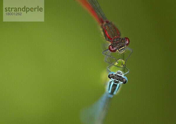 Azurblaue Eintagsfliege (Coenagrion puella) und Große Rote Eintagsfliege (Pyrrhosoma nymphula) zwei Erwachsene  auf Blatt ruhend  Sheffield  South Yorkshire  England  Mai