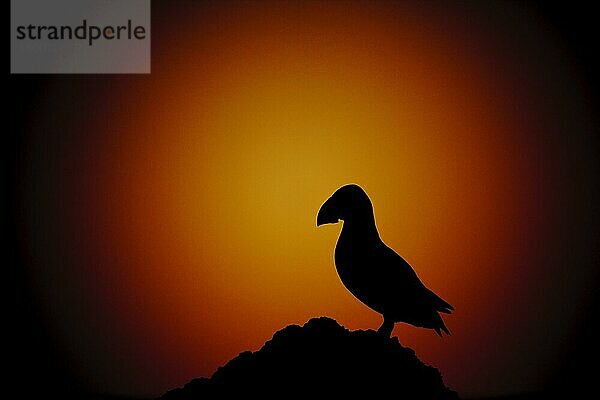 Atlantischer Papageitaucher (Fratercula arctica) adult  Silhouette auf Klippen in der Abenddämmerung  Insel Skokholm  Pembrokeshire  Wales  Juni