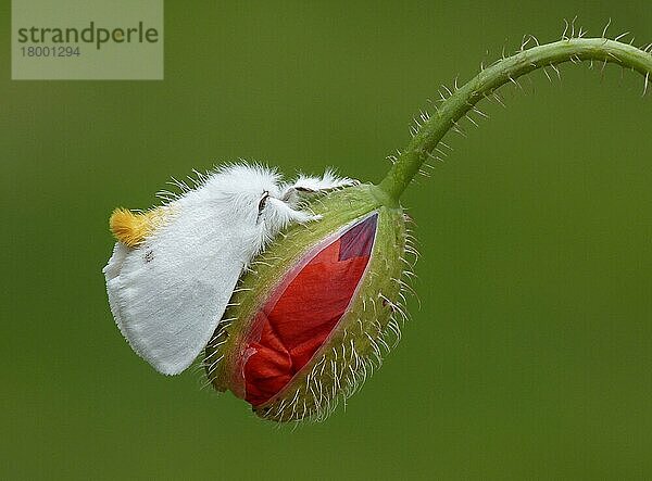 Gelbschwanzspinner (Euproctis similis)  erwachsenes Männchen  ruht auf Klatschmohn (Papaver rhoeas) und öffnet Blütenknospen  Leicestershire  England  Juni