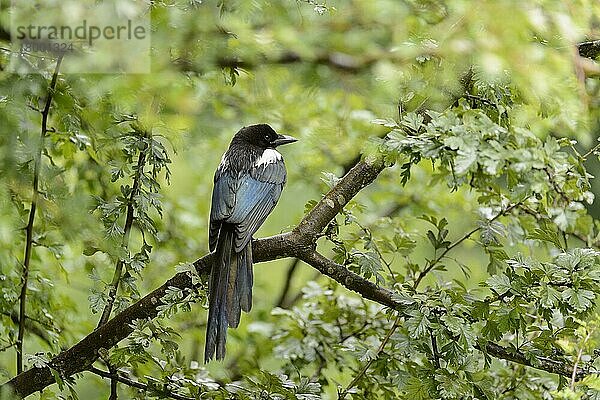 Elster (Pica pica)  erwachsen  auf Weißdornzweig sitzend  Cannock Chase  Staffordshire  England  August