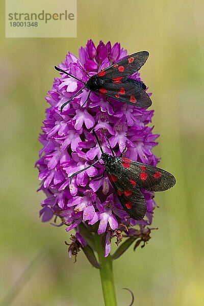 Fünf-Punkt-Brennspinner (Zygaena trifolii) zwei Erwachsene  ruhend auf dem Blütenstachel der Pyramidenorchidee (Anacamptis pyramidalis)  auf Küstensanddünen  Cheswick  Northumberland  England  Juli