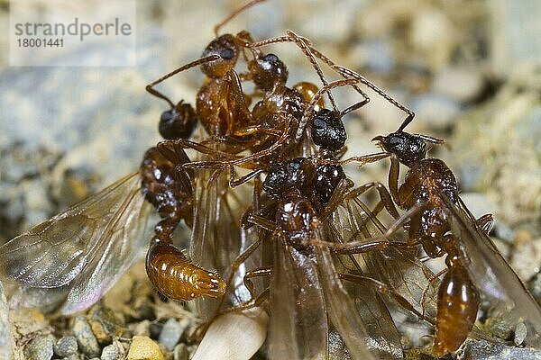 Ameise (Myrmica ruginodis) geflügelte erwachsene Männchen  mehrere Versuche  sich mit einer einzigen Königin zu paaren  Powys  Wales  August