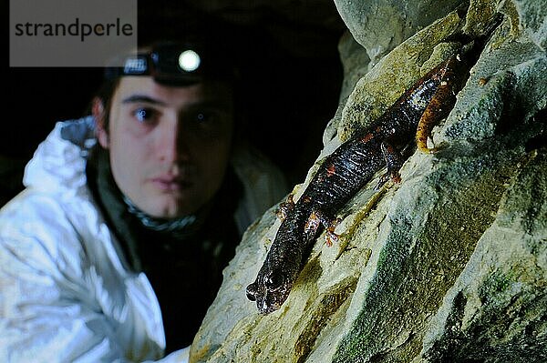 Italienischer Höhlensalamander (Speleomantes italicus) erwachsen  beobachtet von Höhlenforscher in Höhle  Italien  Januar  Europa