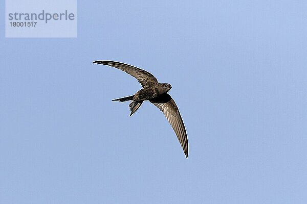 Mauersegler (Apus apus) erwachsen  im Flug  Suffolk  England  Juni