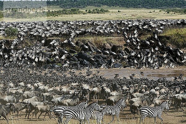 Östliche Streifengnu-Herde (Connochaetes taurinus) überquert den Mara-Fluss. Masai Mara-Nationalreservat  Kenia  Afrika