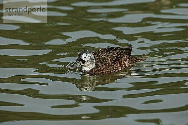 Laysan Ente (Anas layanensis) erwachsenes Weibchen  schwimmend (in Gefangenschaft)