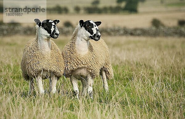 Hausschafe  Haustiere  Huftiere  Nutztiere  Paarhufer  Säugetiere  Tiere  Domestic Sheep  North of England mule lambs  ready for sale  two standing in pasture  Cumbria  England  September